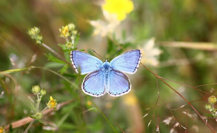 Lycaena dispar e altri licenidi.